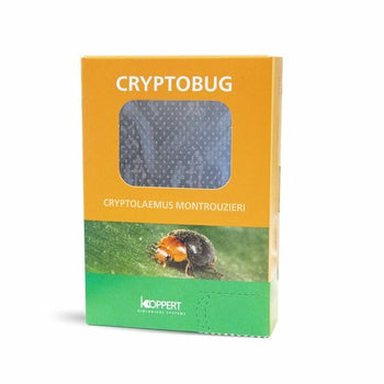 Beneficial Cryptobug 500pk (04735)